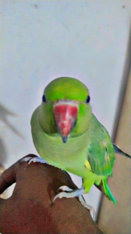 Ringneck Parrot Bohat pyara tamed hai Location Karachi 7