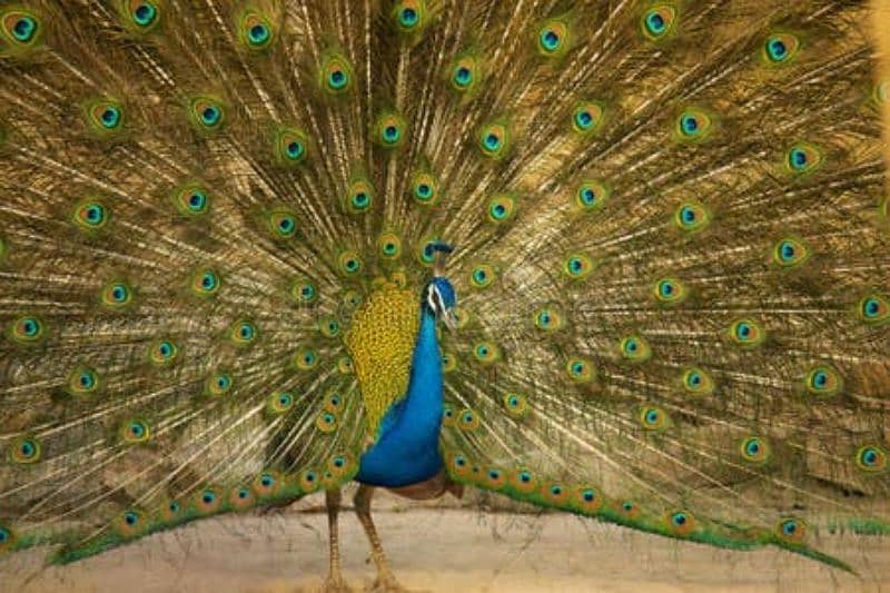 Peacock breeder male 0