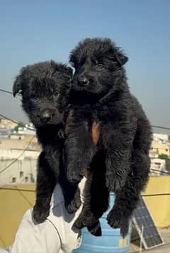 Black German shepherd Puppies | German shepherd long Coat Pair