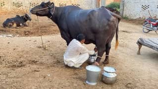 Fresh Khalis buffalo Milk Available Khanpur city and Jetha Bhutta