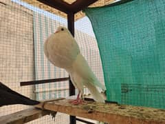 Supreme Quality Frillback breeding pair Pigeons/ kabooter