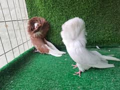 Supreme Quality Frillback breeding pair Pigeons/ kabooter