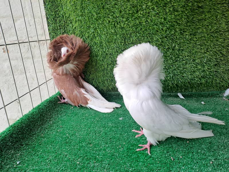 Supreme Quality Frillback breeding pair Pigeons/ kabooter 1