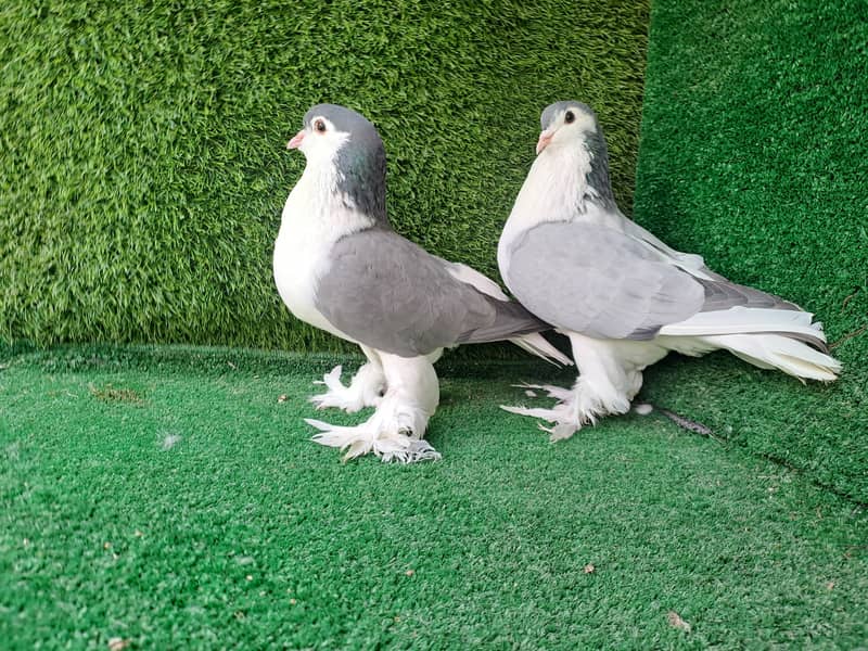 Supreme Quality Frillback breeding pair Pigeons/ kabooter 4