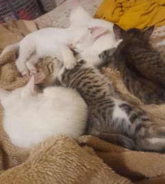 pair of 5 Persian kittens and their mother