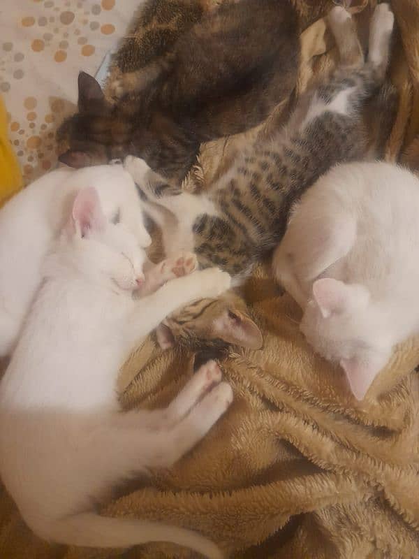 pair of 5 Persian kittens and their mother 1