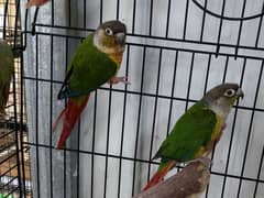 green cheek conure breeder pair for sale