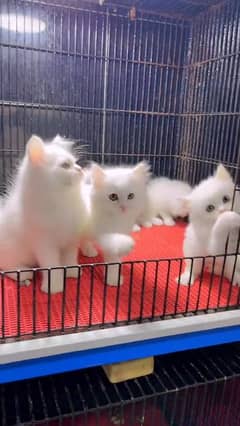 beautiful persian female kitten for sale