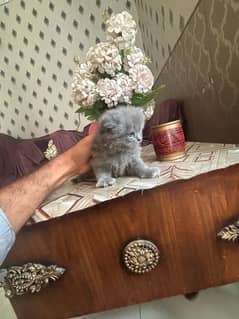 2 kitten available pure Persian looking new home