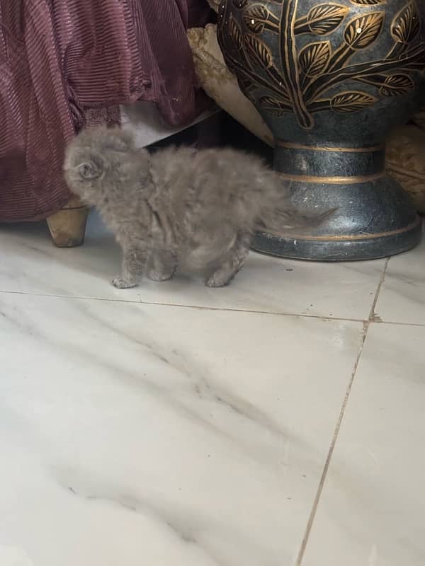 2 kitten available pure Persian looking new home 2