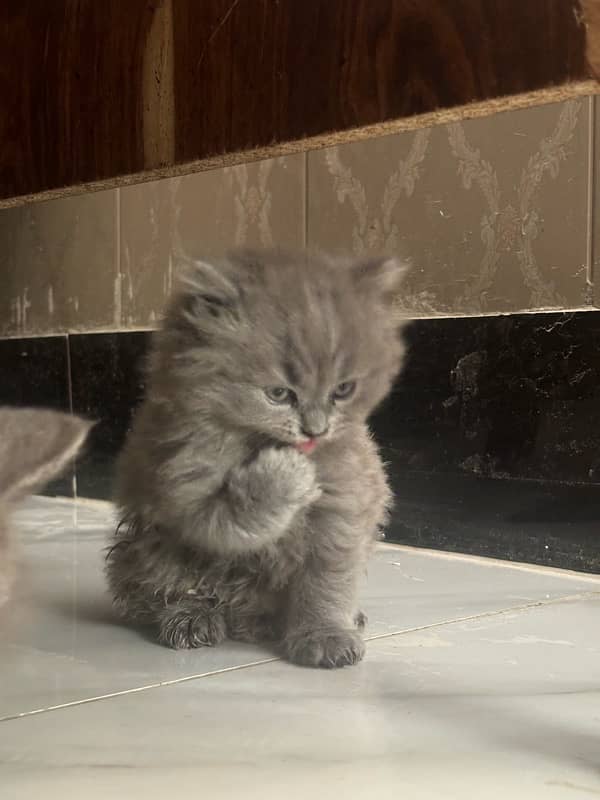 2 kitten available pure Persian looking new home 7