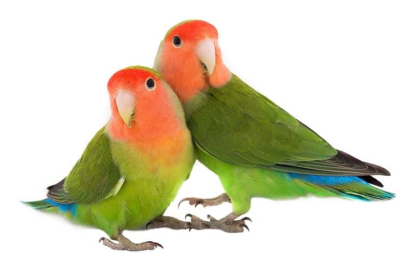 Love birds | albino red eyes | fishries | parblue | opline | parrot 1