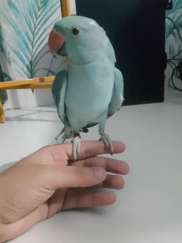 Blue Ringneck hand tamed 0