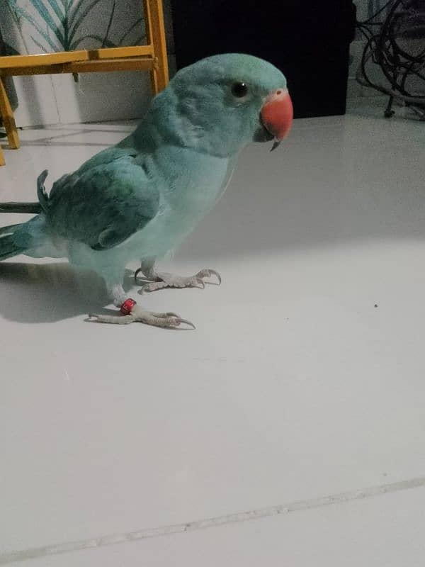 Blue Ringneck hand tamed 1