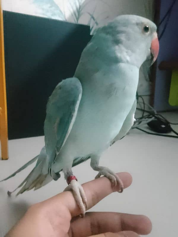 Blue Ringneck hand tamed 2