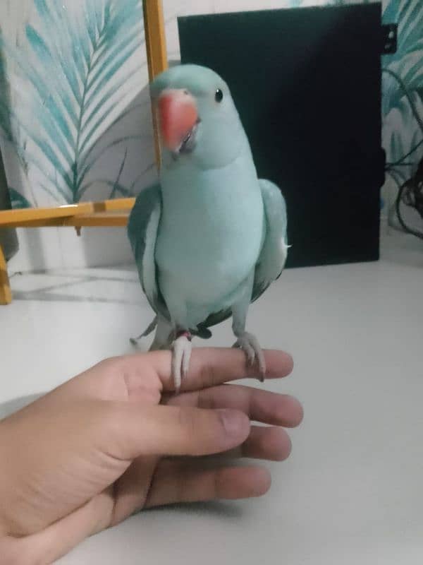 Blue Ringneck hand tamed 3