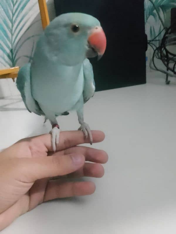 Blue Ringneck hand tamed 4