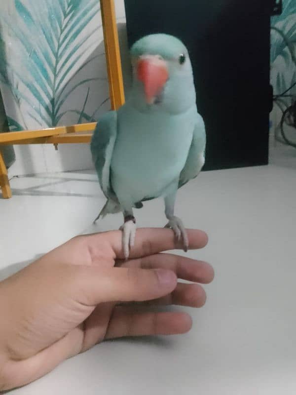 Blue Ringneck hand tamed 5