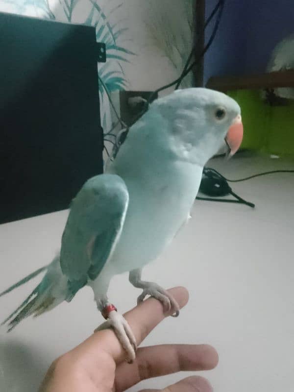 Blue Ringneck hand tamed 6