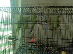 green parrot 2 pairs hand tail