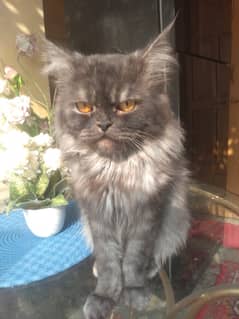 Persian cat age 1  year and 4 months