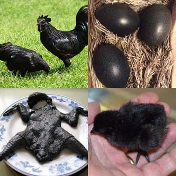 ayam cemani 0