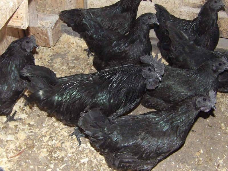 ayam cemani 3