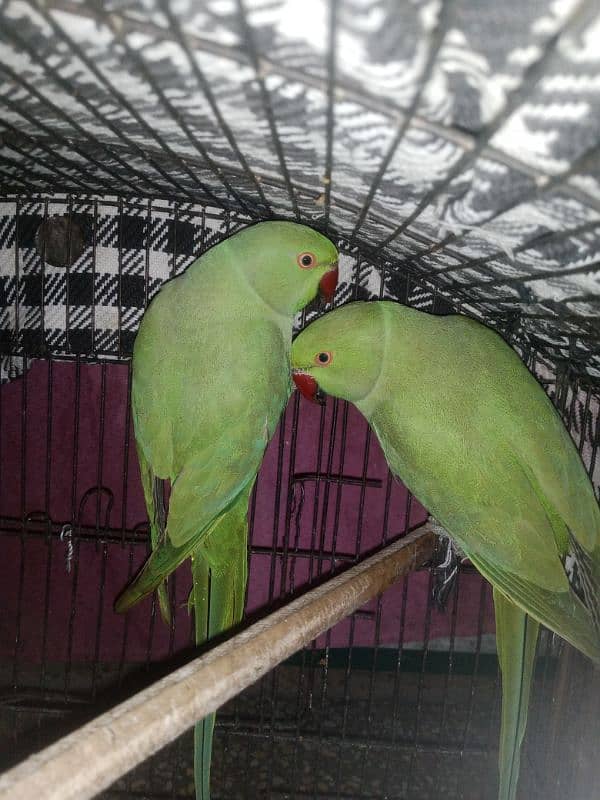 Green parrot 0