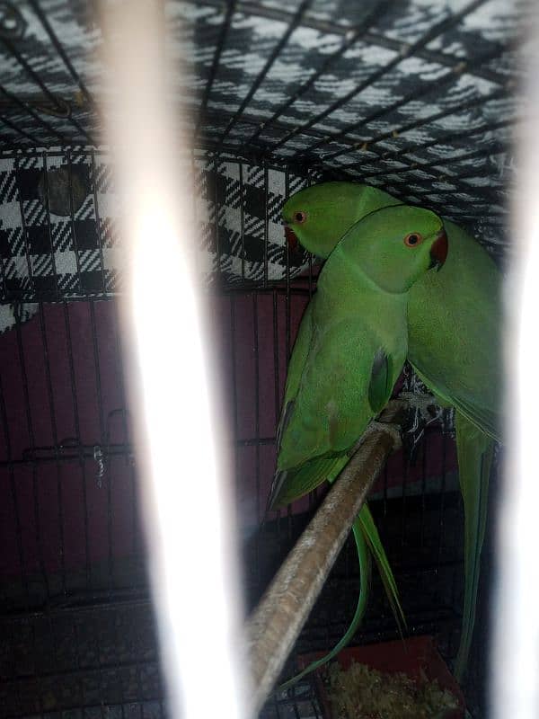 Green parrot 3