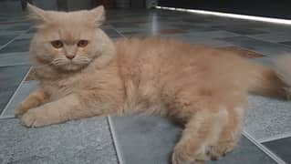 Persian Breeding Pair Cats for sale