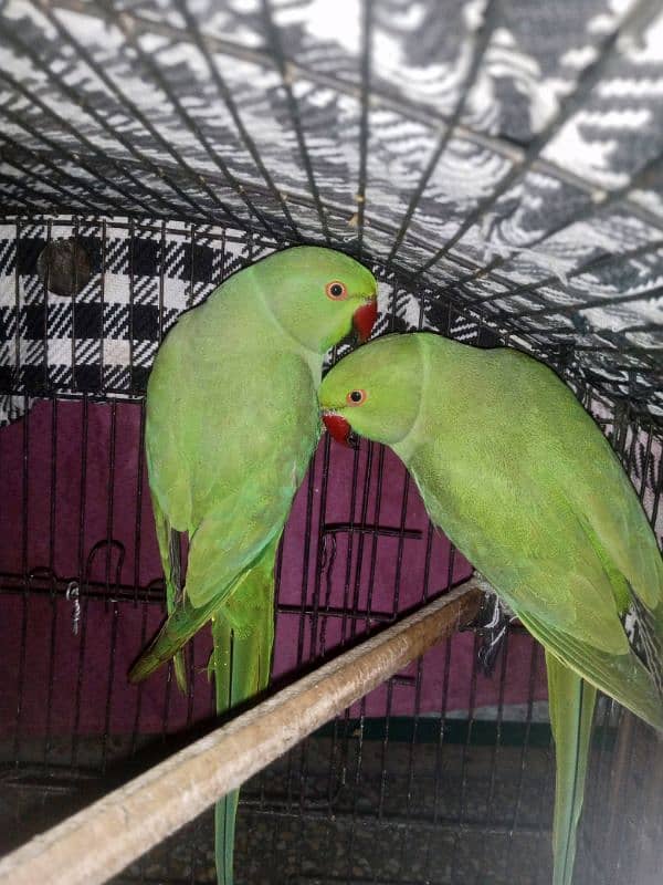 green parrot healthy active 0