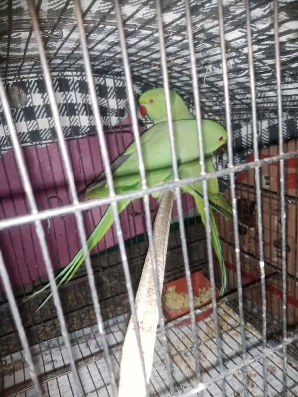 green parrot healthy active 1