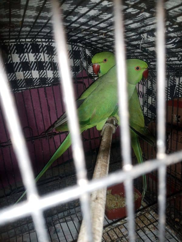 green parrot healthy active 2