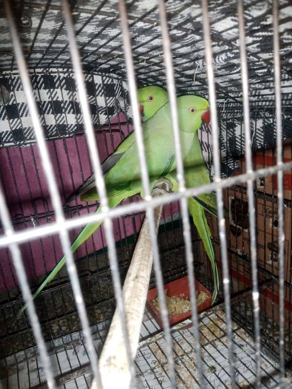 green parrot healthy active 3