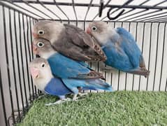 Blue violet move split ino red eye fisher ficher lovebird parrot mauve