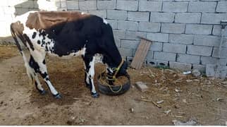 Jersy Friesian Wachi