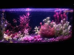 Live Aquarium Plants in Karachi Free classifieds in Karachi OLX Pakistan