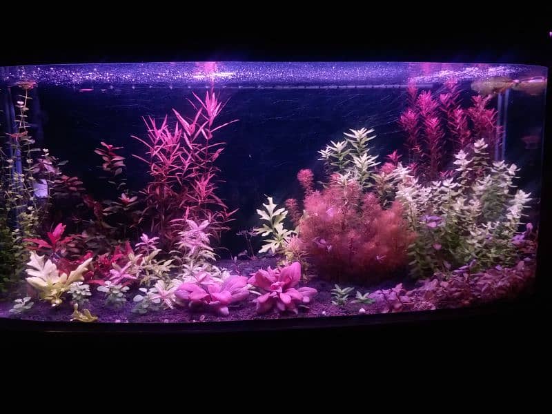 Live aquarium plants for sale 0