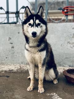 Siberian Husky Female Dog 11 months