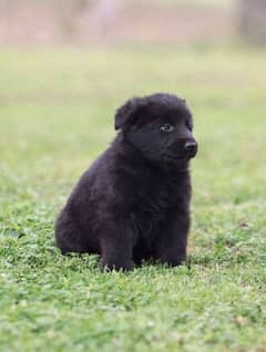 Black German Shepherd long coat