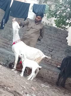 Desi bakri bacha Male ka sath sale