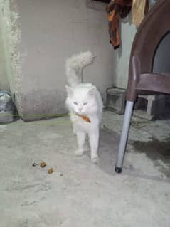 Persian cat for sale