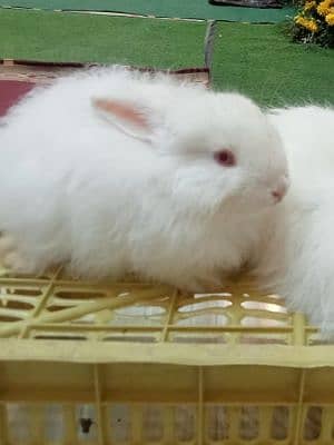 Angora