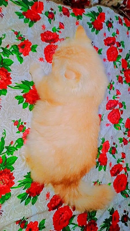 Persian cat 1