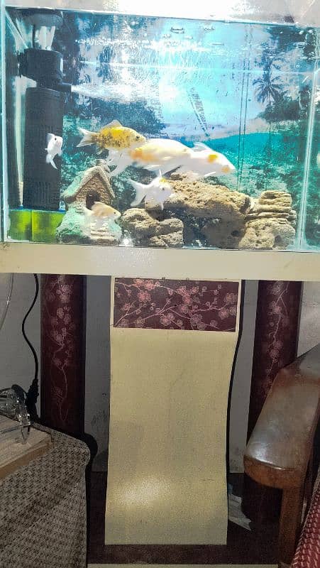 Aquarium Complete setup with Fishes 1