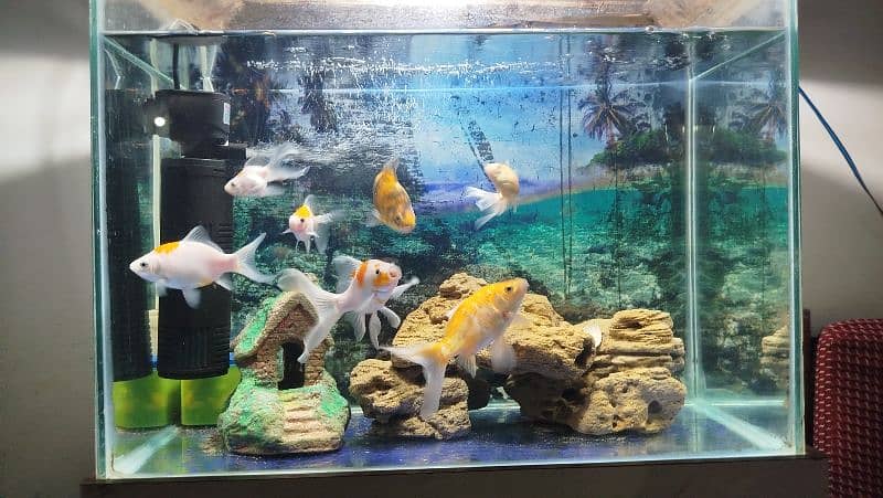 Aquarium Complete setup with Fishes 2