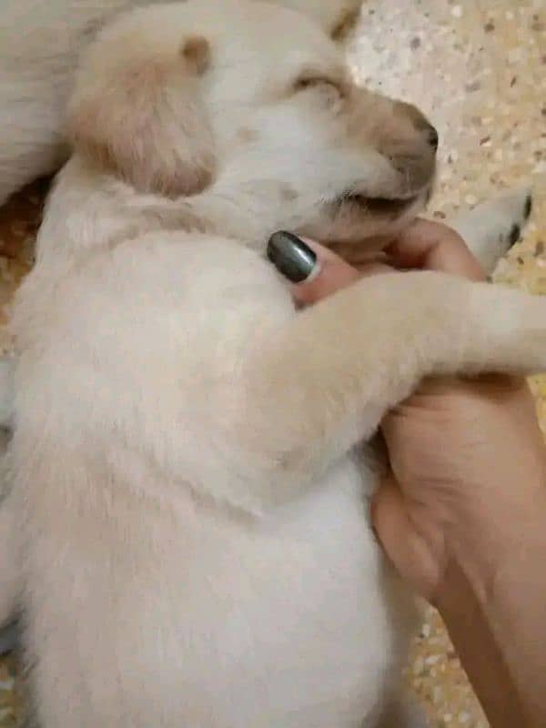 labrador imported bloodline puppy 03151466500 1