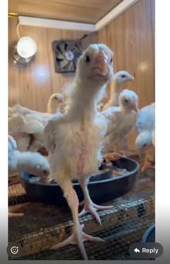 white oh shamo chicks available