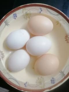 Desi Eggs