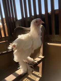 White buff chicks